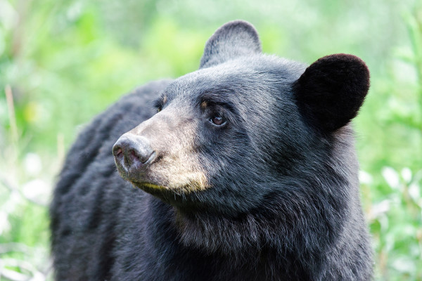 banff-black-bear-banff-national-park-canada-things-hoped-for